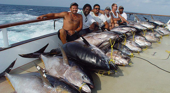 Offshore Fishing for Yellowfin Tuna - LA Fish Mag